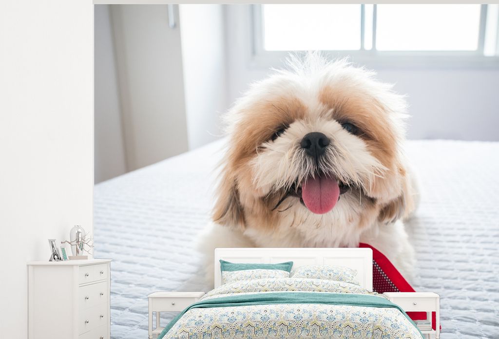MuchoWow Fototapete für Wohnzimmer oder Schlafzimmer Wandtapete Vinyl Motivtapete Ein Shih Tzu Hund liegt auf einem weißen Bett - 275x220 cm - ...