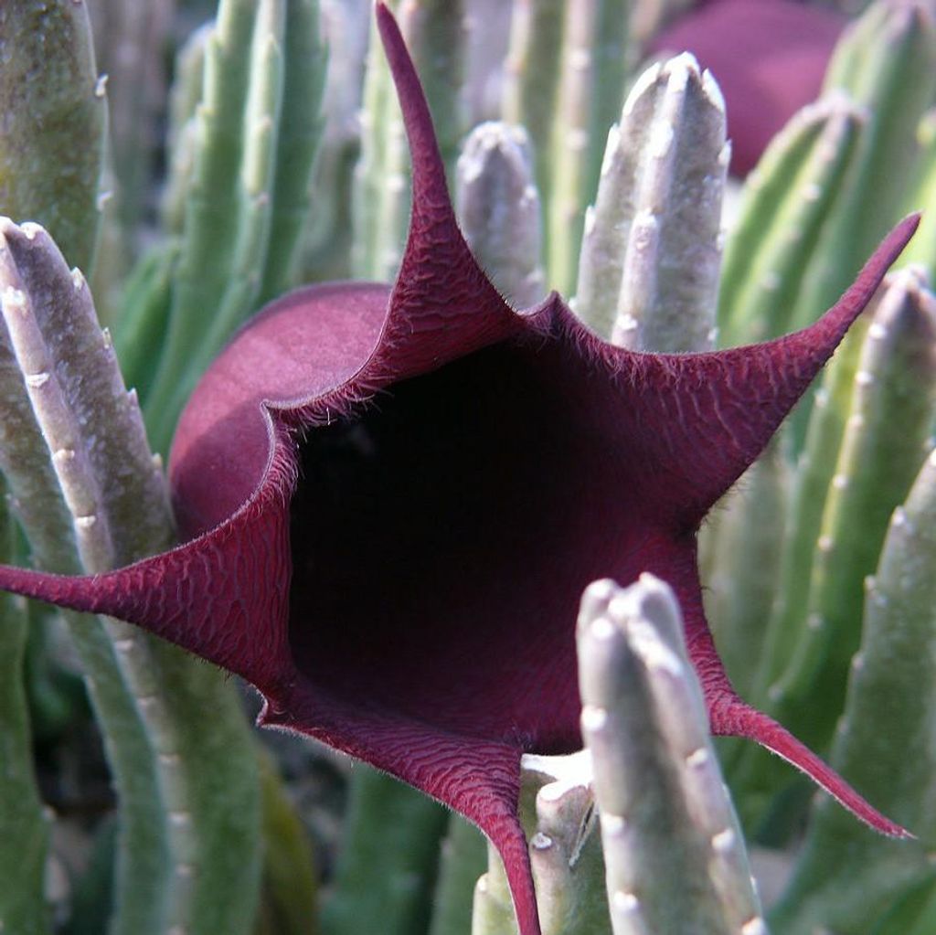 Fiore carogna (Stapelia leendertziae)  - 5 pezzi Immagine del prodotto 