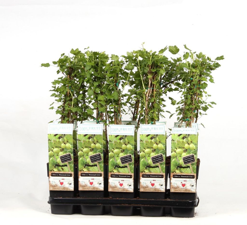Egreš Hinnonmäki zelený 60-70 cm Ribes uva-crispa Obrázok produktu 
