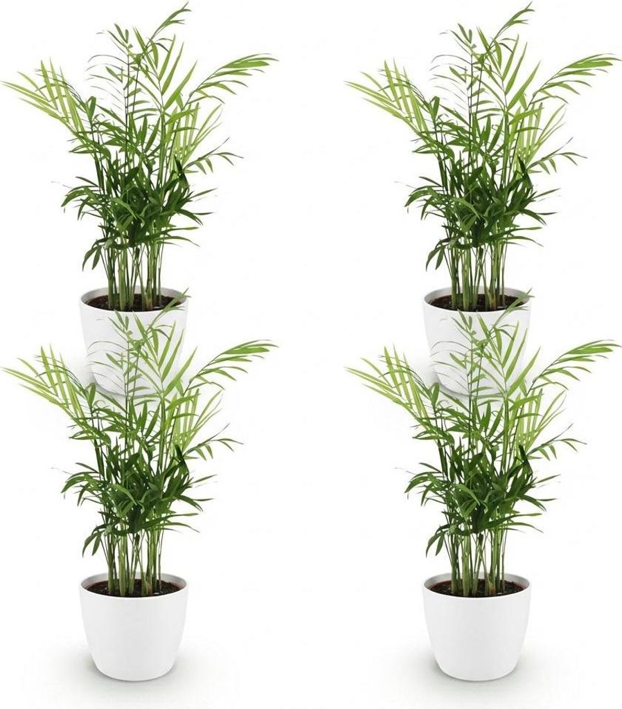 Zestaw 4 roslin doniczkowych Chamaedorea elegans w bialych Zdjęcie produktu 