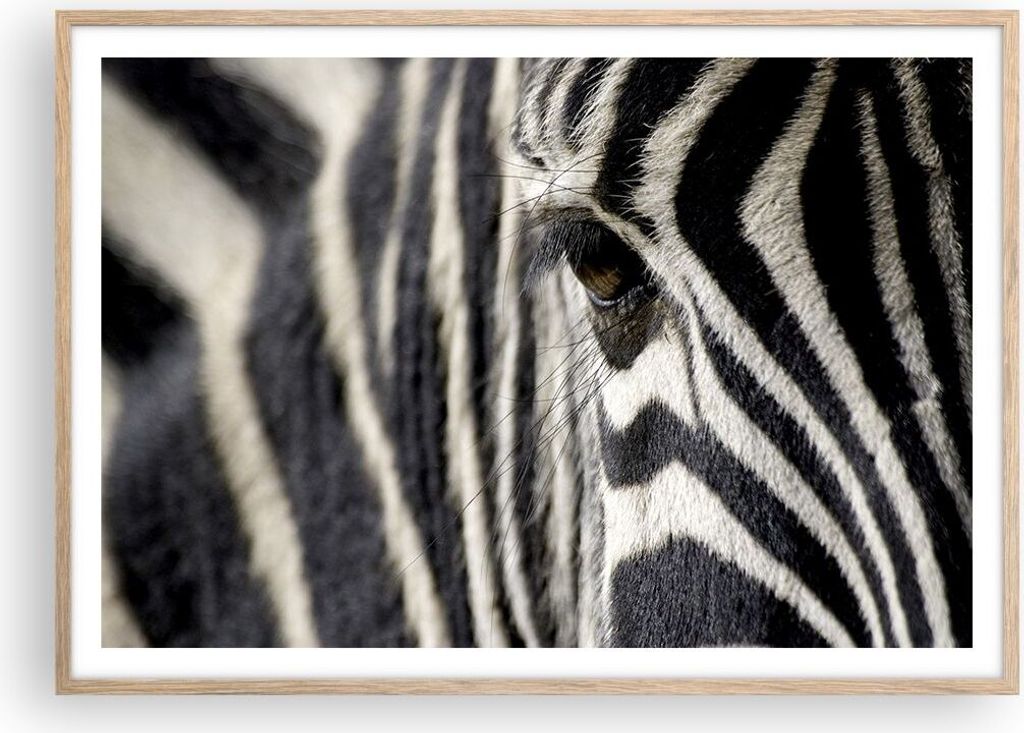 Gerahmtes Poster - Rahmen in heller Eiche - Zebra Streifen Tierwelt Safari - 100x70 cm - Wand Bild - Wanddeko - Wandbilder - Wandposter - Bilderrah...