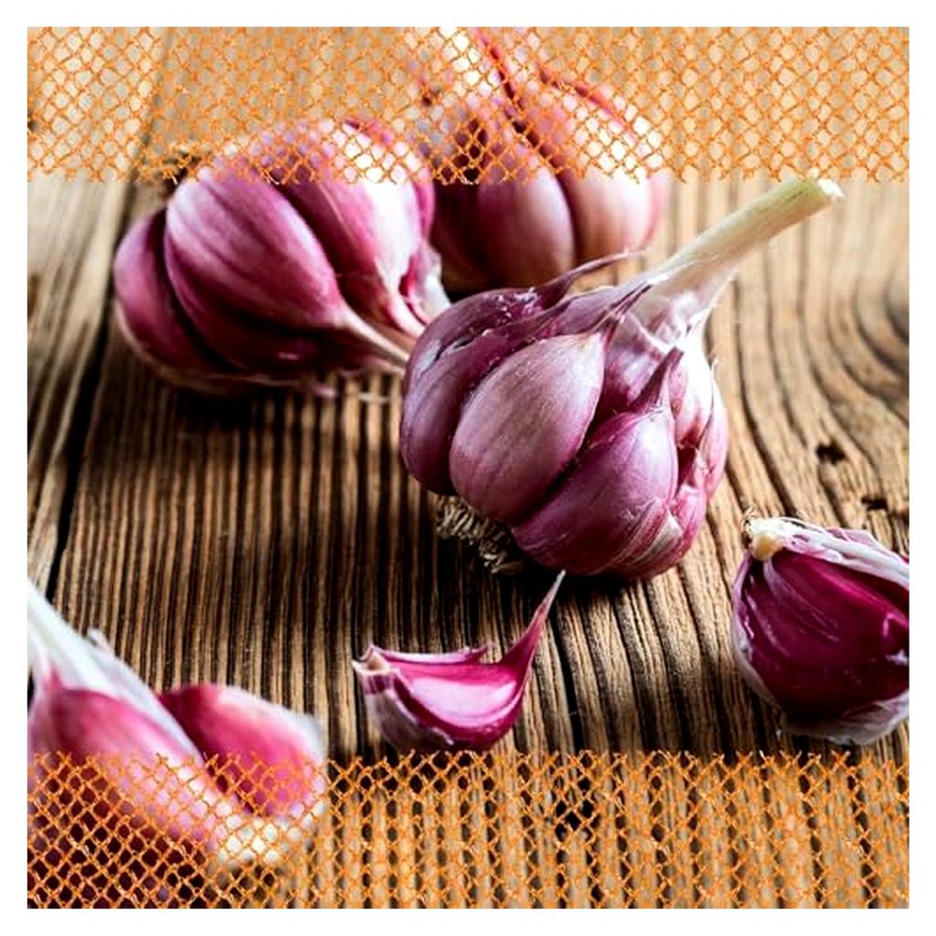 Winterpflanzknoblauch XXL Morado 3 Knollen es Pflanzgut, Produktbild 