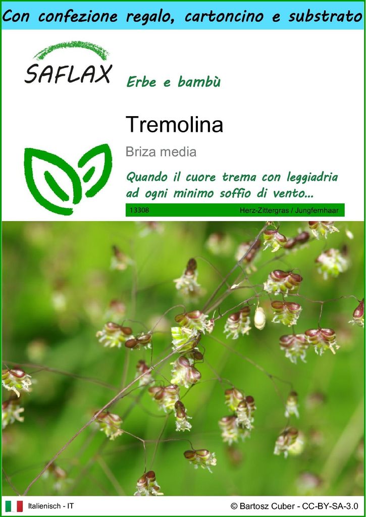 SAFLAX Set regalo - Tremolina - 75 semi - Briza Immagine del prodotto 