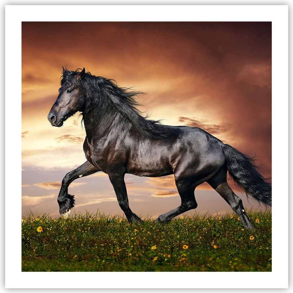Poster - Poster ohne Rahmen - Pferd Tier Wiese - 60x60 cm - Wand Bild - Wanddeko - Wandbilder - Kunstposter - Wandposter - Bilder - Kunstdruck - Wa...