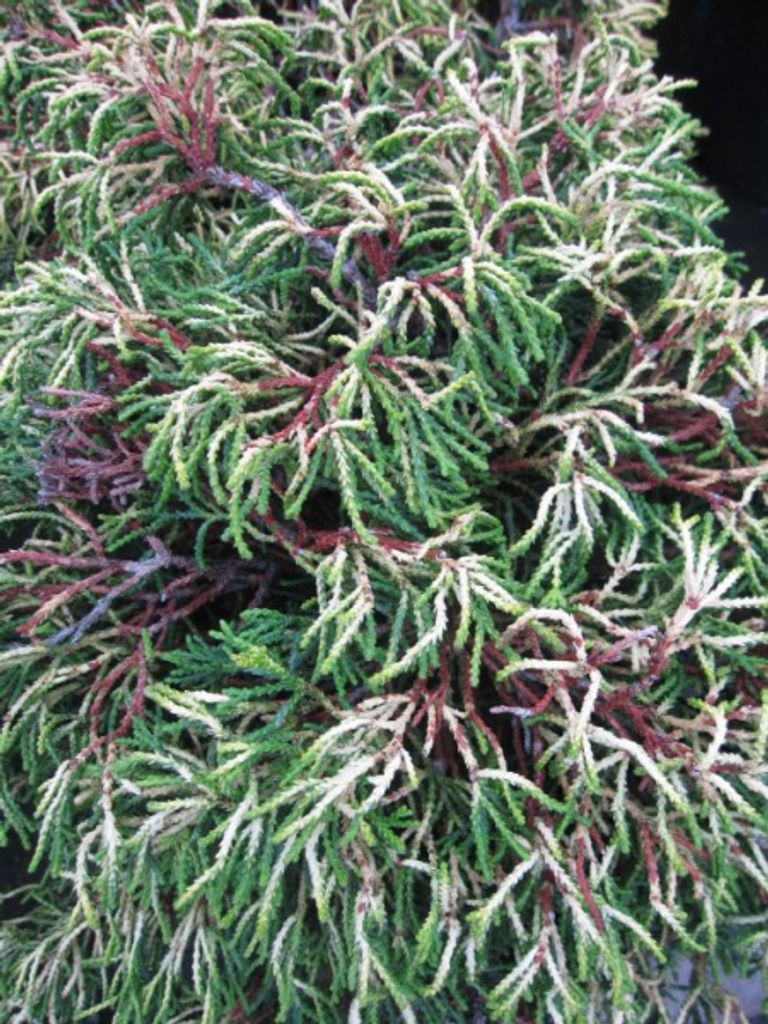 Chamaecyparis obtusa Tsatsumi Gold - Gelbe Hinoki-Scheinzypresse Tsatsumi Gold - 30-40cm