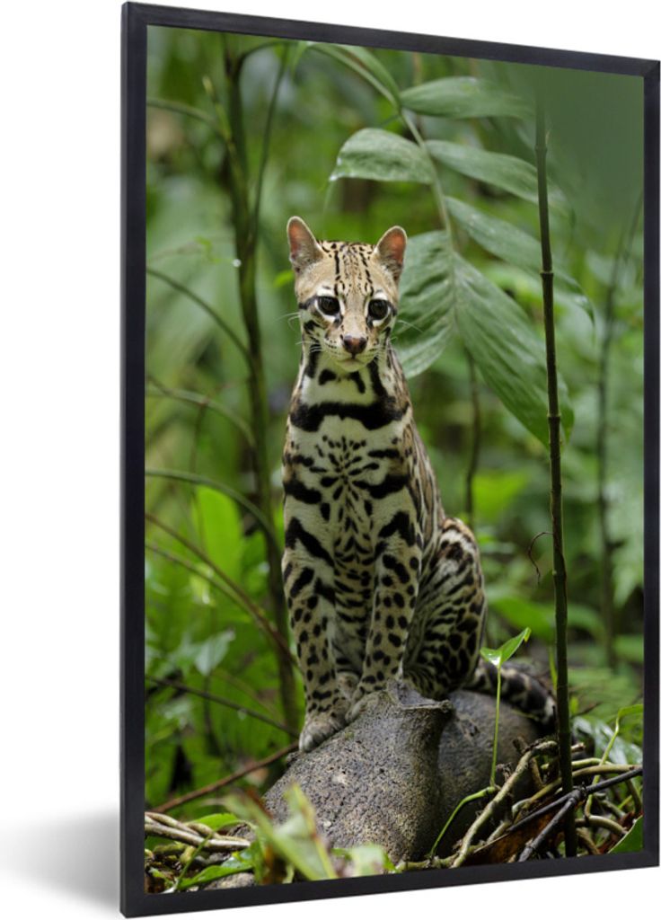 MuchoWow Gerahmtes Poster Ozelot aus Costa Rica 60x90 cm - Poster mit Schwarzem Bilderrahmen Wandposter Rahmen Foto Bilder - Kunst