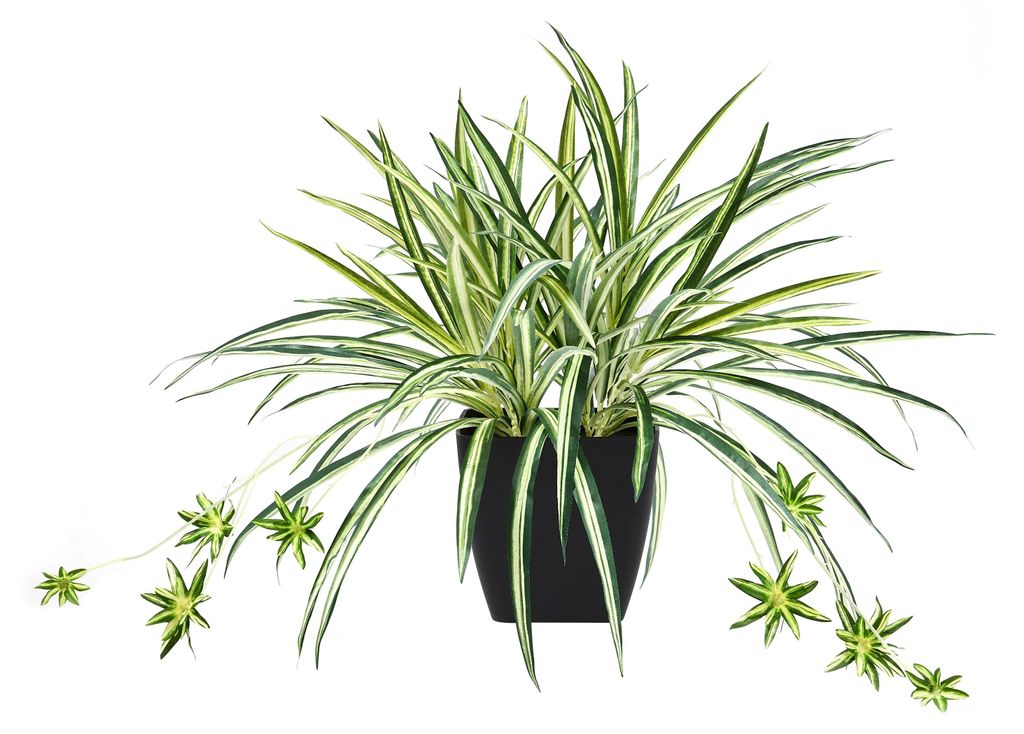 aplanta Künstliche Grünlilie – Liora | 50 cm, für drinnen, Kunstpflanze, wie echt, Allergiker geeignet, pflanzliche Dekoration Praxis, Office ...