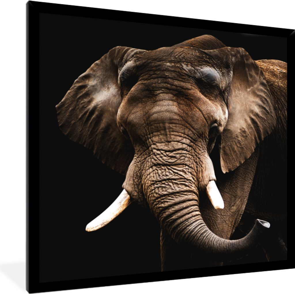 MuchoWow MuchoWow Gerahmtes Poster Elefant - Tiere - Zähne 40x40 cm - Poster mit zchwarzem Bilderrahmen - Mit Rahmen - Wanddekoration Schlafzi...