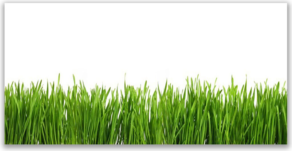 Glasbilder 140x70 Wandbild Druck auf Glas Gras Natur