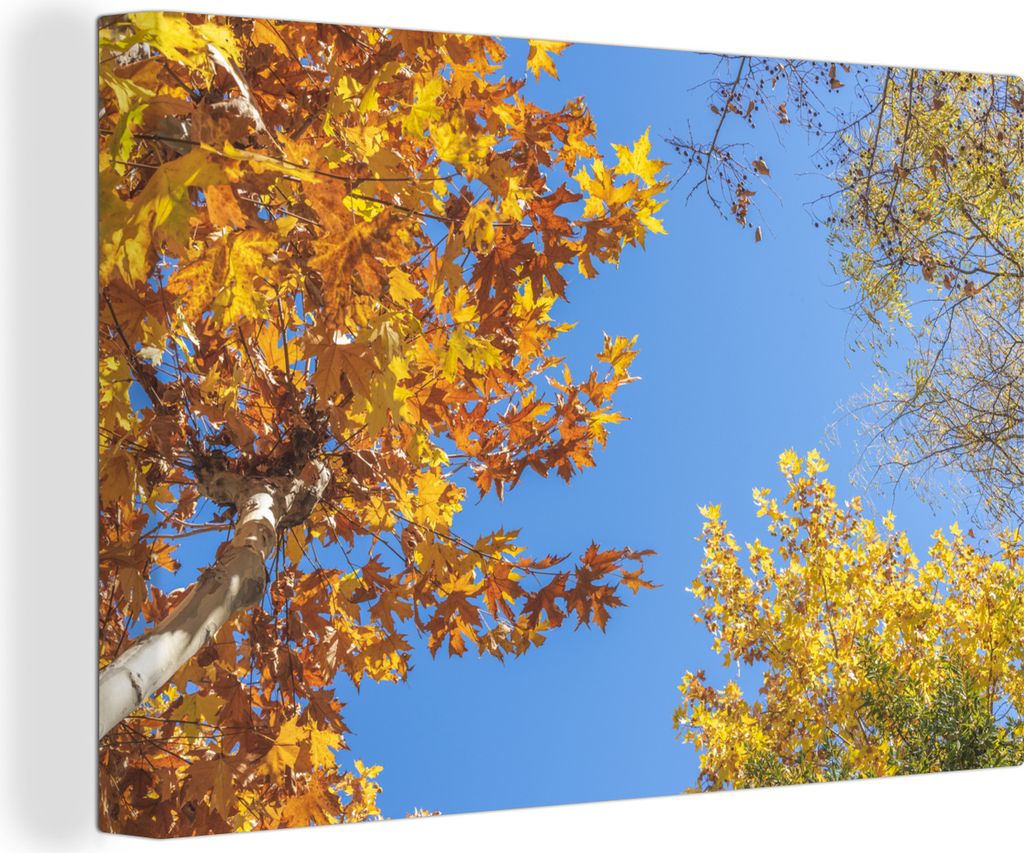 OneMillionCanvasses - Leinwandbilder - 150x100 cm, Herbst - Bäume - Orange, Wandbilder Kunstdruck Wanddekoration