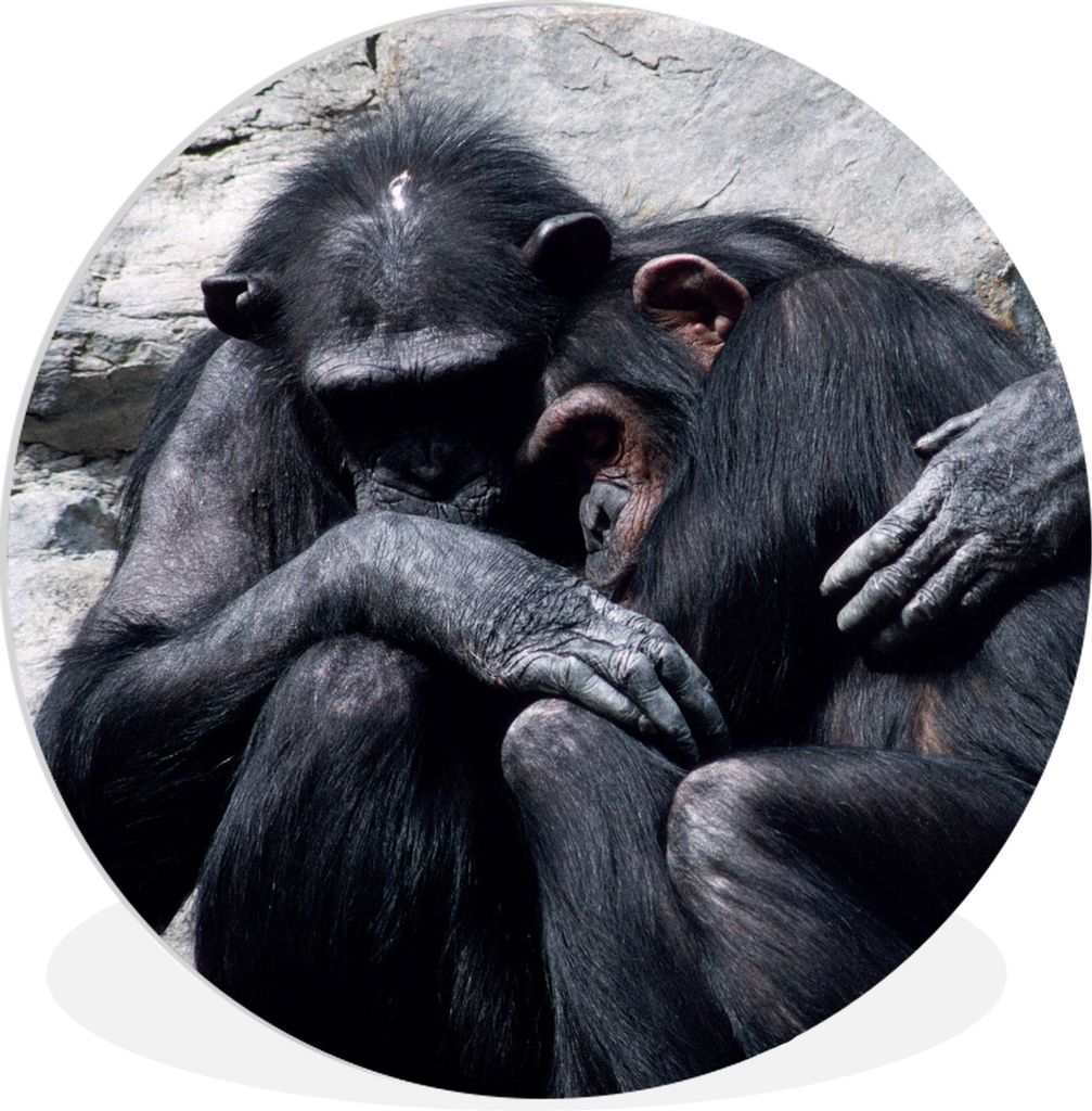 MuchoWow Rundes Wandbild - Runde Bilder Schimpanse - Stofftier - Tiere Ø 90 cm Kreis Wanddekoration Kunststoff - Wandkreis - Wandschmuck - Wand-...