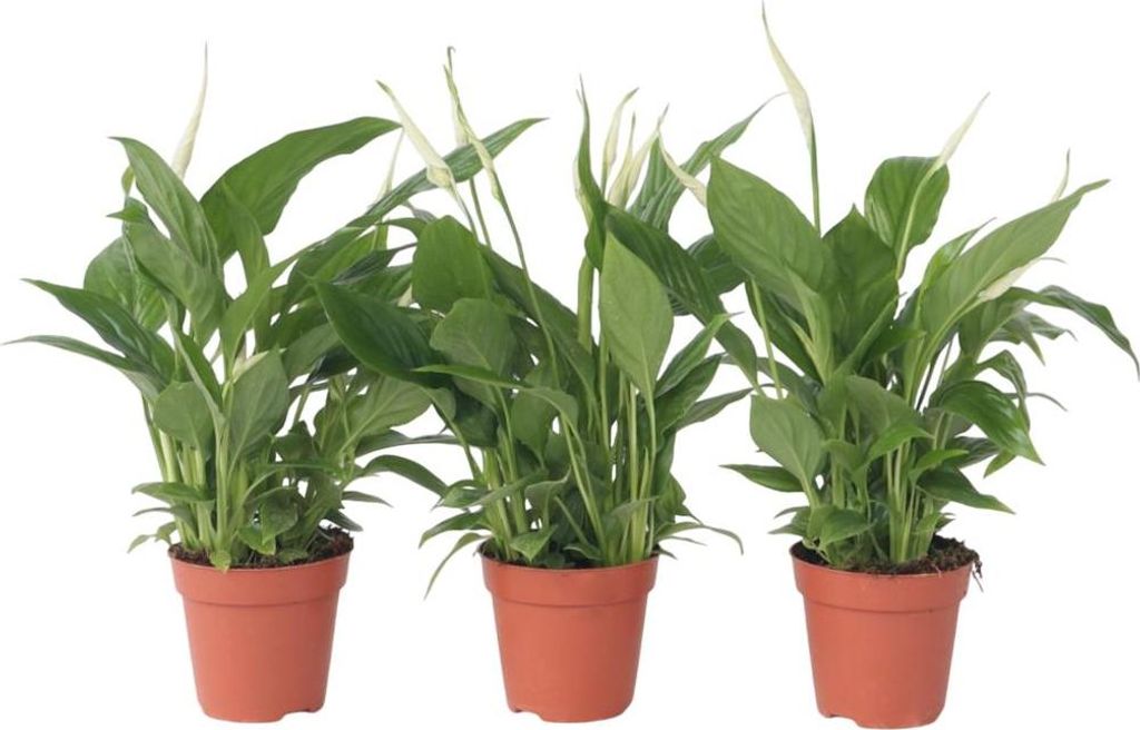 Friedenslilie - Einblatt - 3 Stk - Spathiphyllum Torelli - Höhe 30-45cm - 12cm
