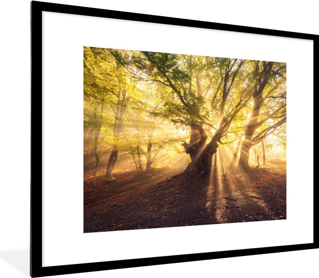 MuchoWow Gerahmtes Poster Baum - Wald - Sonne 80x60 cm - Poster mit Schwarzem Bilderrahmen Wandposter Rahmen Foto Bilder - Schlafzimmer-Dekoratio...