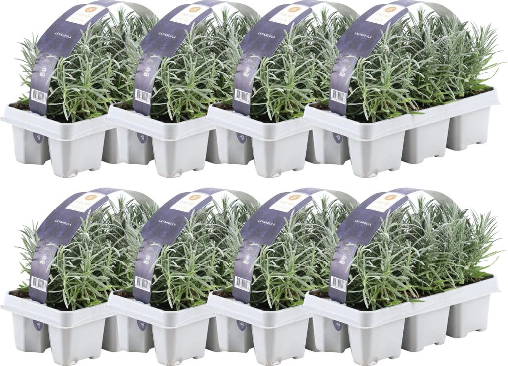 8 x 6er Set Echter Lavendel – 48 Stück, Topf Ø 7 cm, ca. 15 cm hoch - 48 x Ø7 cm - 15 cm - Lavendelpflanzen winterhart - Frisch aus der Gä...