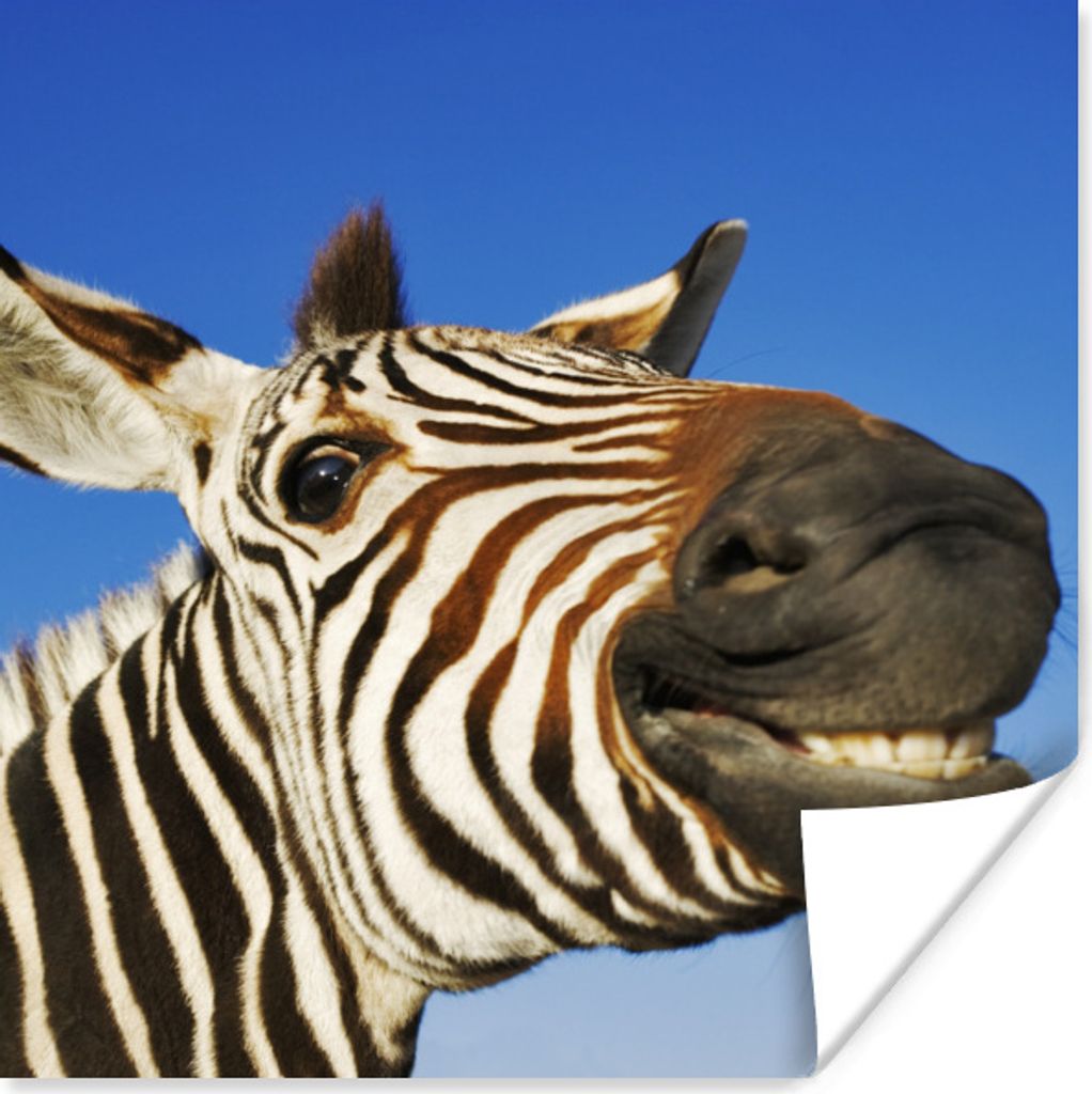 MuchoWow Poster Zebra - Lustig - Kinder - Jungen - Mädchen 50x50 cm - Wohnzimmerdekoration