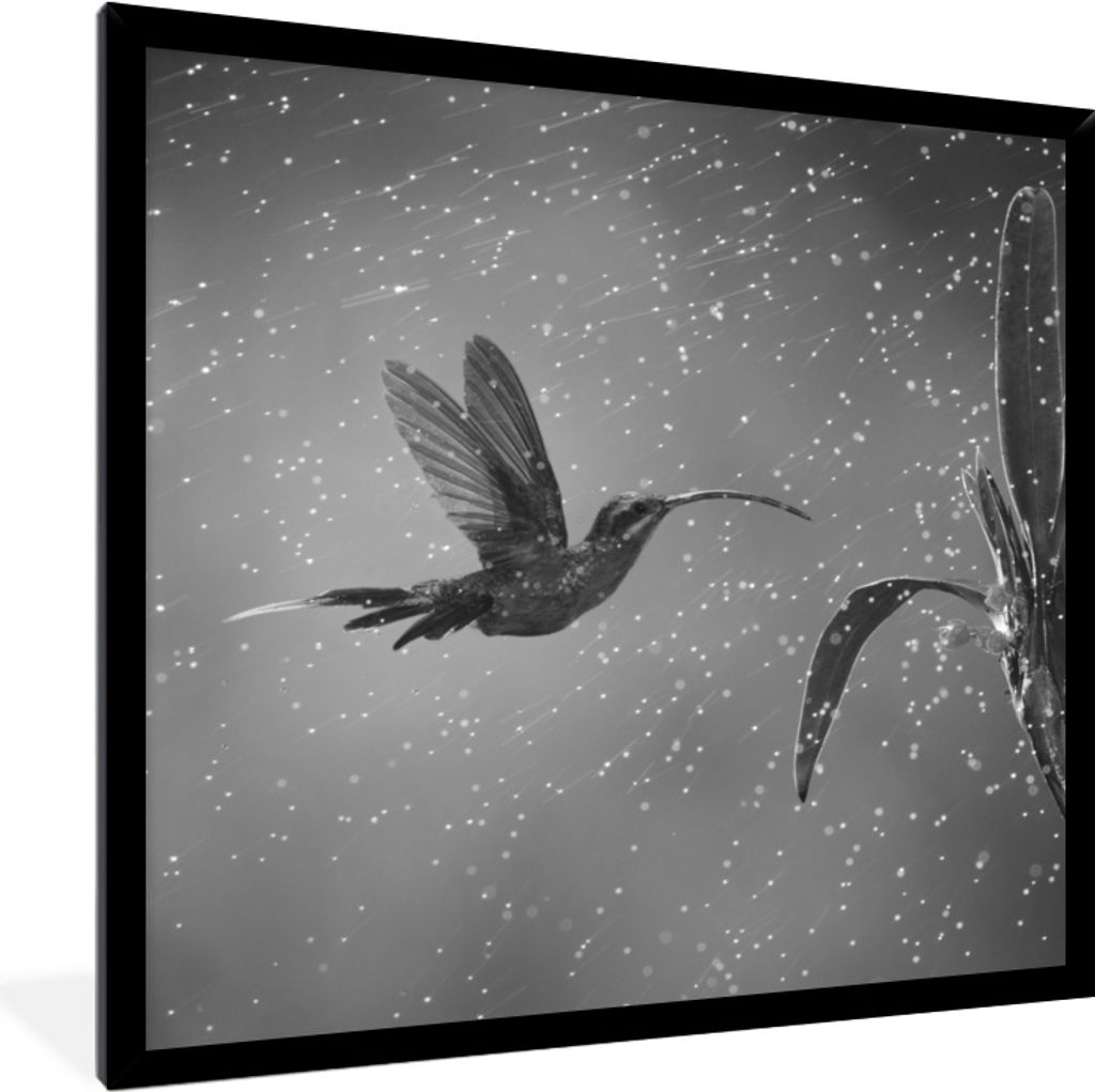 MuchoWow MuchoWow Gerahmtes Poster Kolibri im Regen in der Natur von Costa Rica in schwarz und weiß 40x40 cm - Poster mit zchwarzem Bilderrahm...