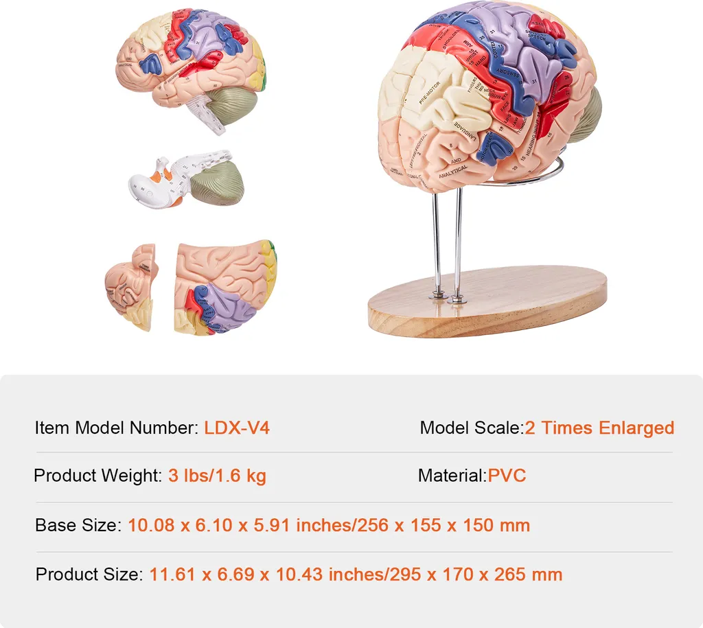 Modèle de Cerveau 4 Parties à Code Couleur avec Étiquettes Didactiques - 7