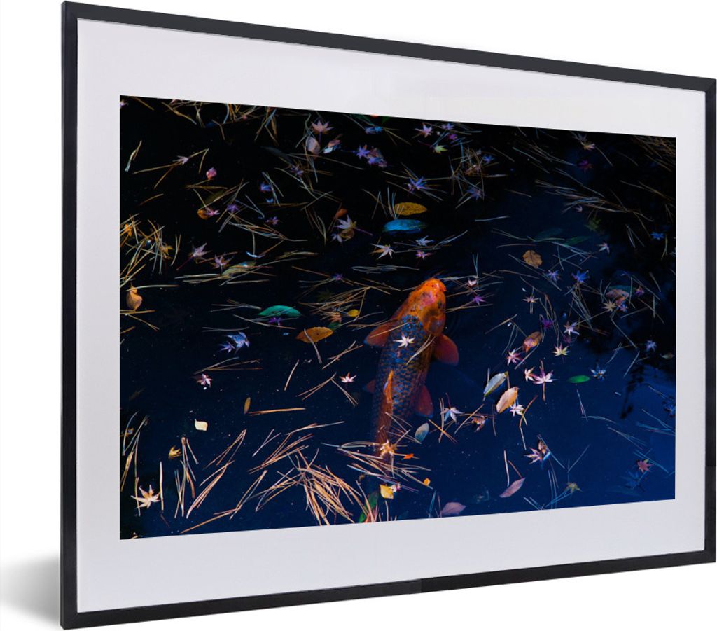 MuchoWow MuchoWow Gerahmtes Poster Ein farbiger Koi-Karpfen in einem Teich 40x30 cm - Poster mit zchwarzem Bilderrahmen - Bilderrahmen - Poster...