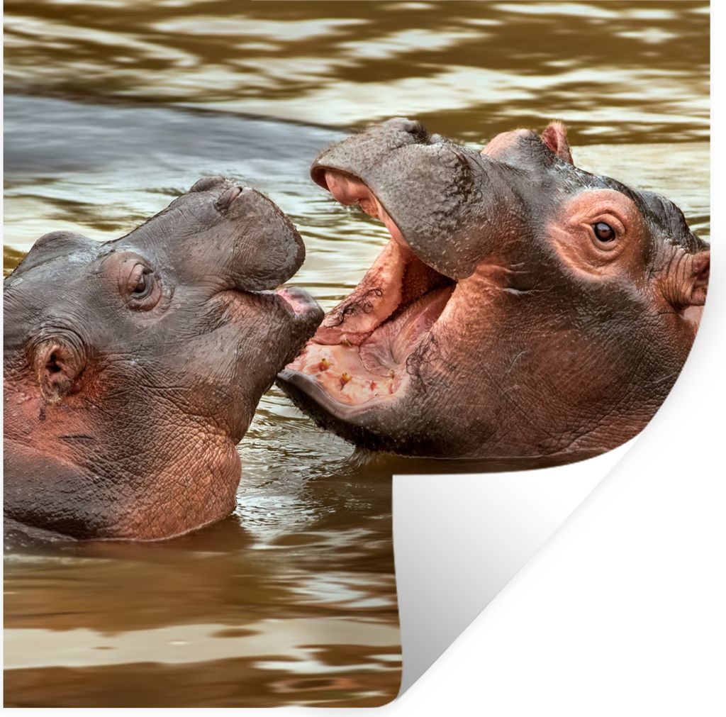 MuchoWow Wandtattoo Wandsticker Wandaufkleber Nilpferd - Tiere - Wasser 80x80 cm Selbstklebend und Repositionierbar - Wierderverwendbar - Selbstk...