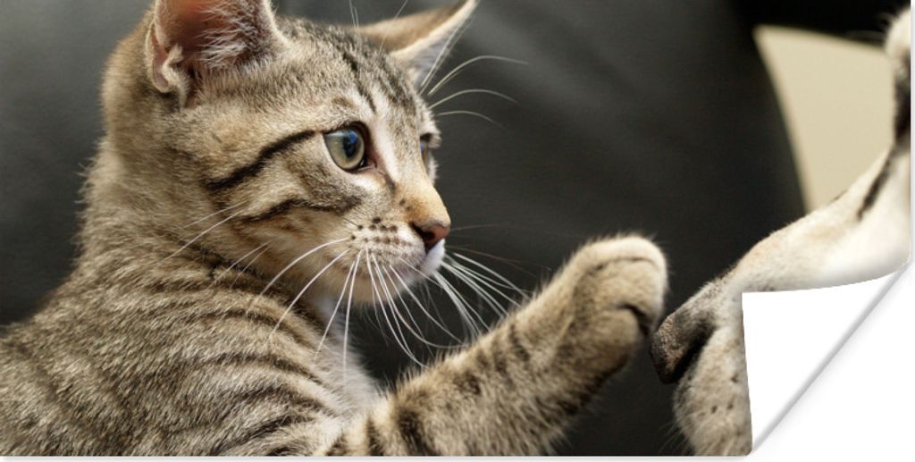 MuchoWow Poster Katze - Hund - Pfote 80x40 cm - Wanddeko