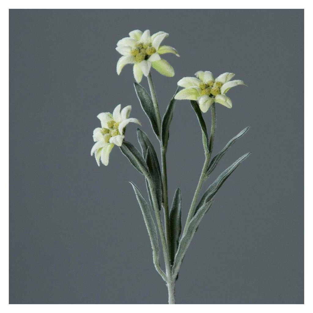 künstliches Alpen-Edelweiß mit 3 Blüten, ca. 30 cm, Creme, Kunstblume