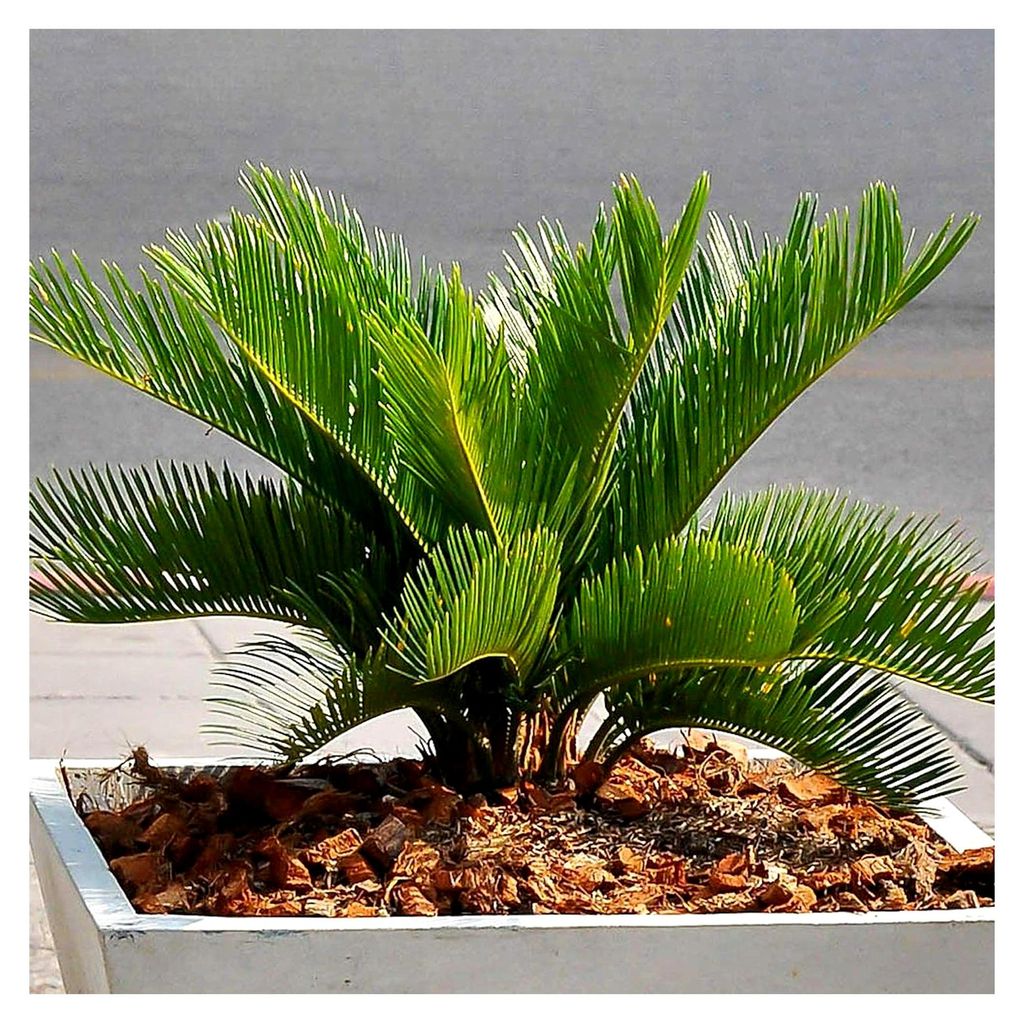 Cycas Revoluta | Sagopalmfarn | Zimmerpflanze Geschenk 30-40 cm inkl. Topf