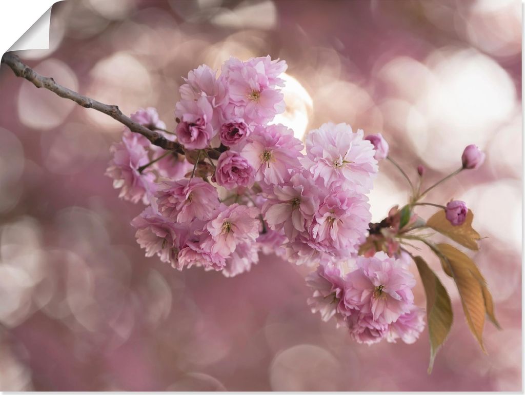 ARTland Poster Japanische Kirschblüte in Love III Größe: 40x30 cm