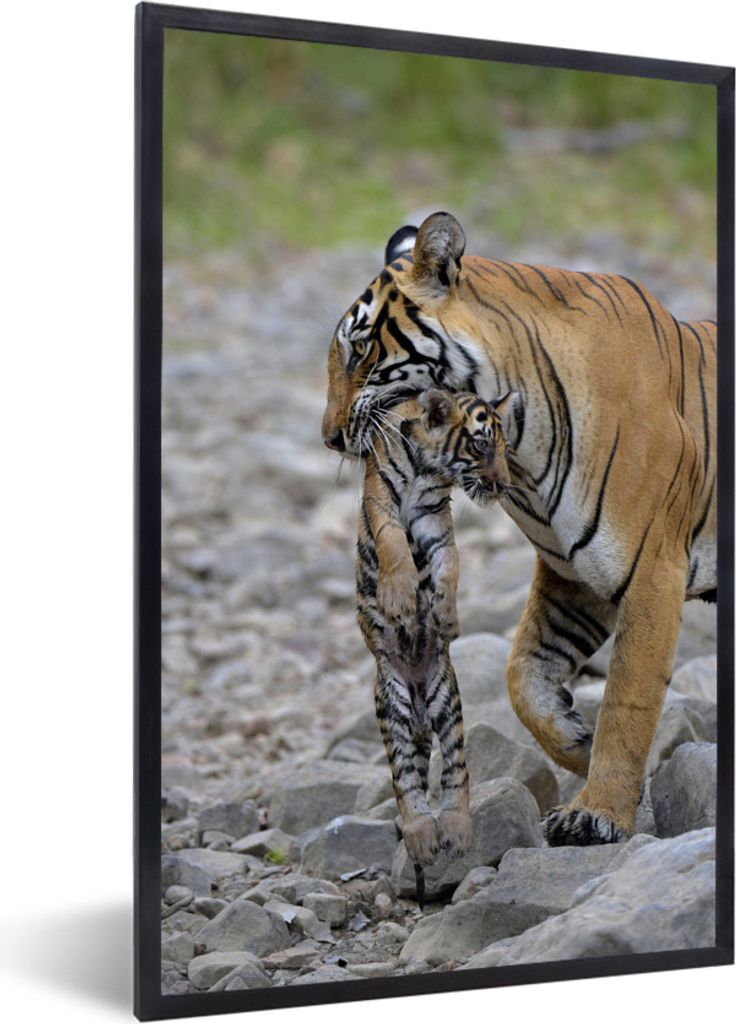 MuchoWow MuchoWow Gerahmtes Poster Tigerin mit ihrem Jungtier 60x90 cm - Poster mit zchwarzem Bilderrahmen - Kunst