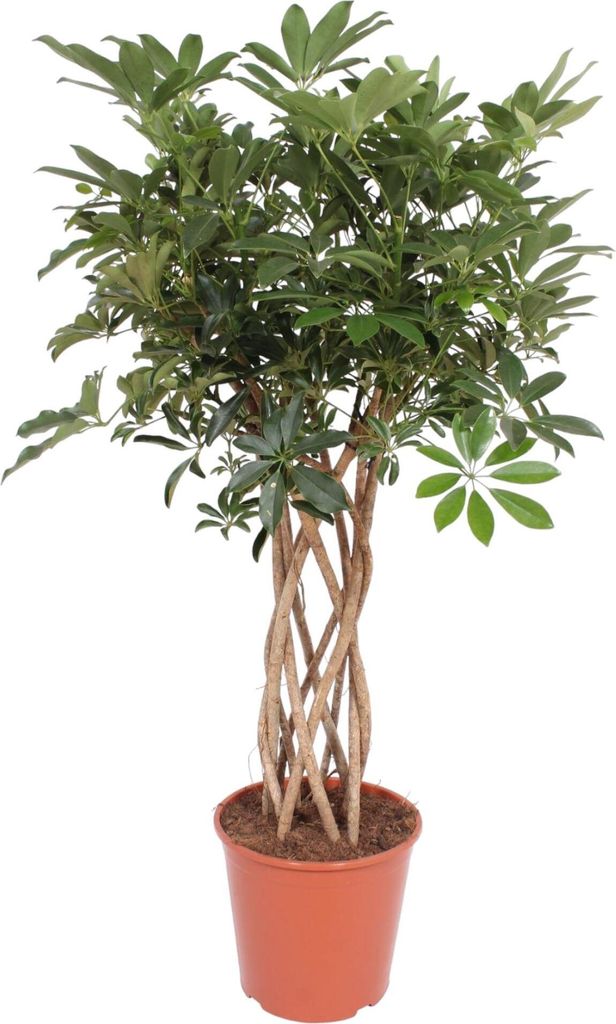 Strahlenaralie – Schefflera Arboricola Compacta – Zimmerpflanze – 140cm – Ø30cm – dekorative Indoor-Pflanze mit geflochtenem Stamm und g...