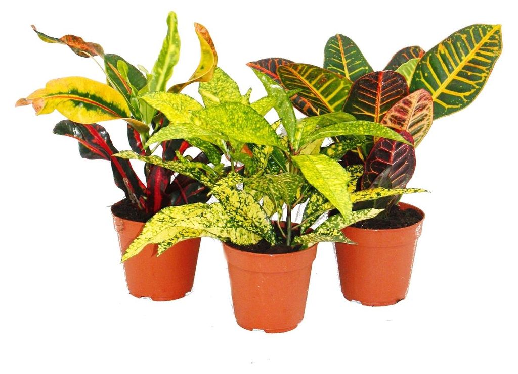 3er-Set verschiedener Codiaeum, Wunderbaum, 9 cm Produktbild 