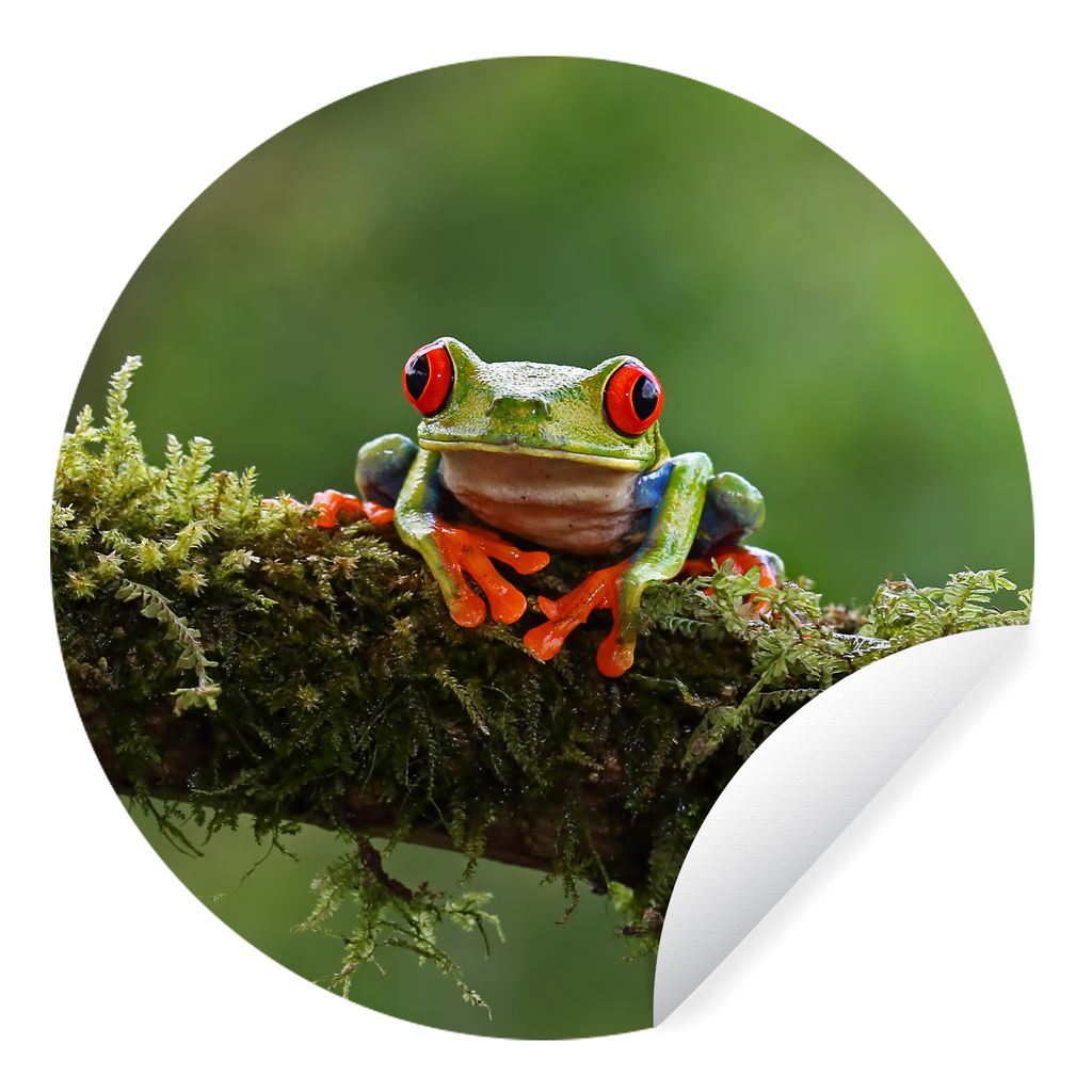 MuchoWow Runde Wandtattoo - Wandsticker Tapete Aufkleber Rotäugiger Quecksilberfrosch auf bewachsenem Ast Ø 50 cm Selbstklebend und Repositioni...