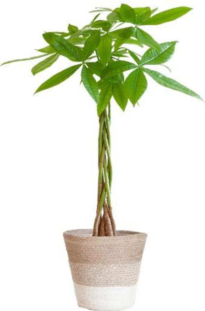 Pachira Aquatica 80cm – Glückskastanie Geldbaum Zimmerpflanze Ø21cm – dekorativer Minibaum mit geflochtenem Stamm im nachhaltigen Jutekorb Li...