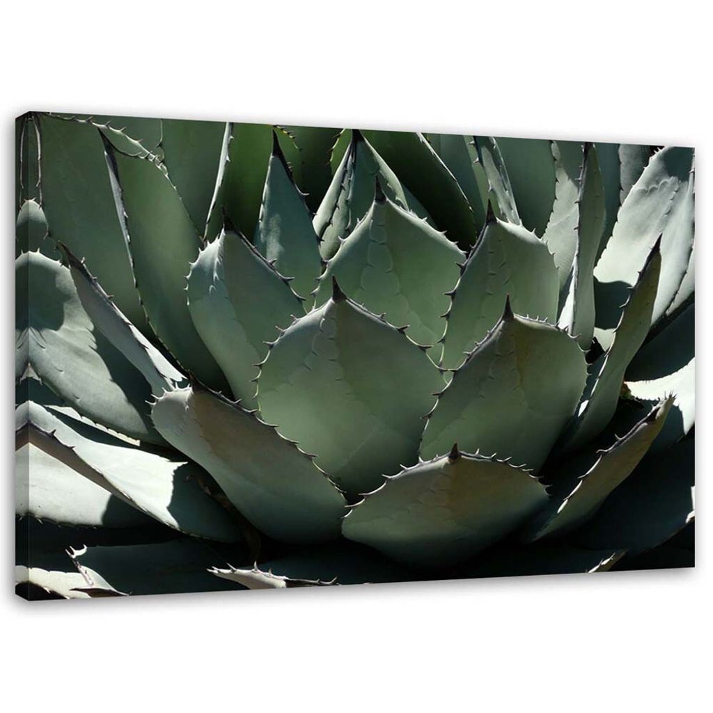 Leinwandbild nahaufnahme von agavenblättern 120x80 cm Feeby grün wandbild bereit zum aufhängen