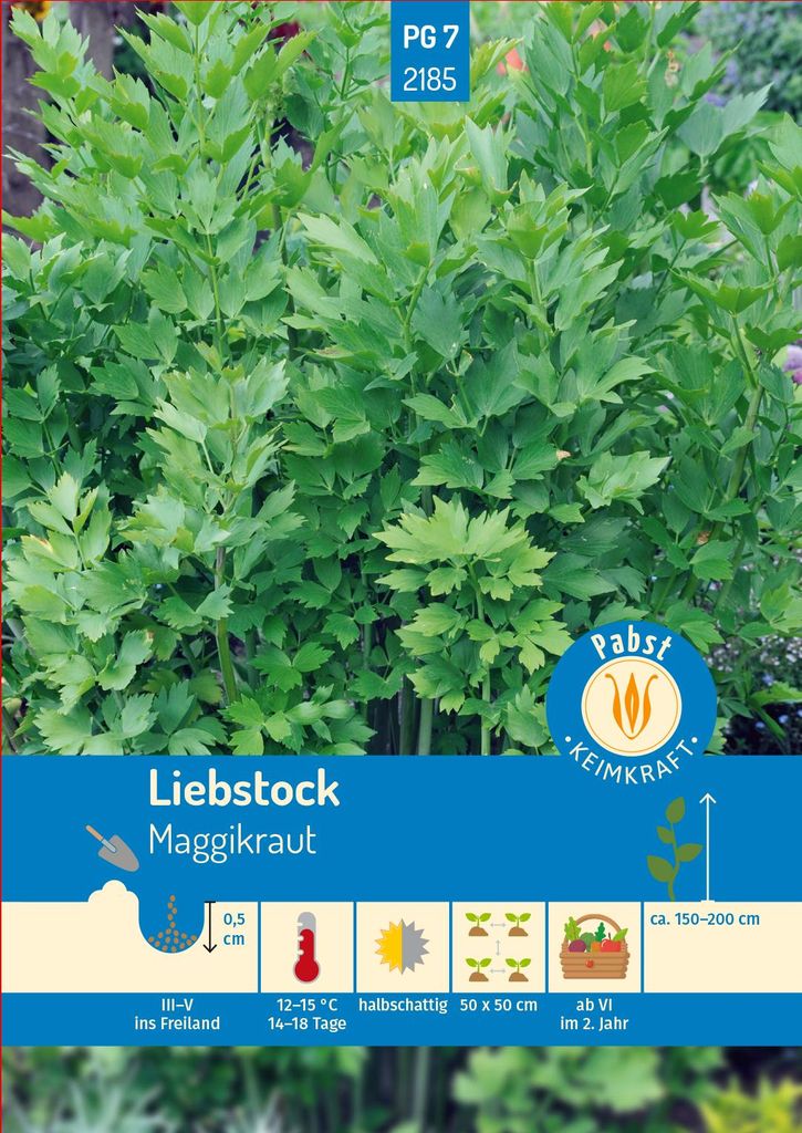 Artikelbild 1 von 'Liebstock Maggikraut' aus der Kategorie Liebstöckelsamen