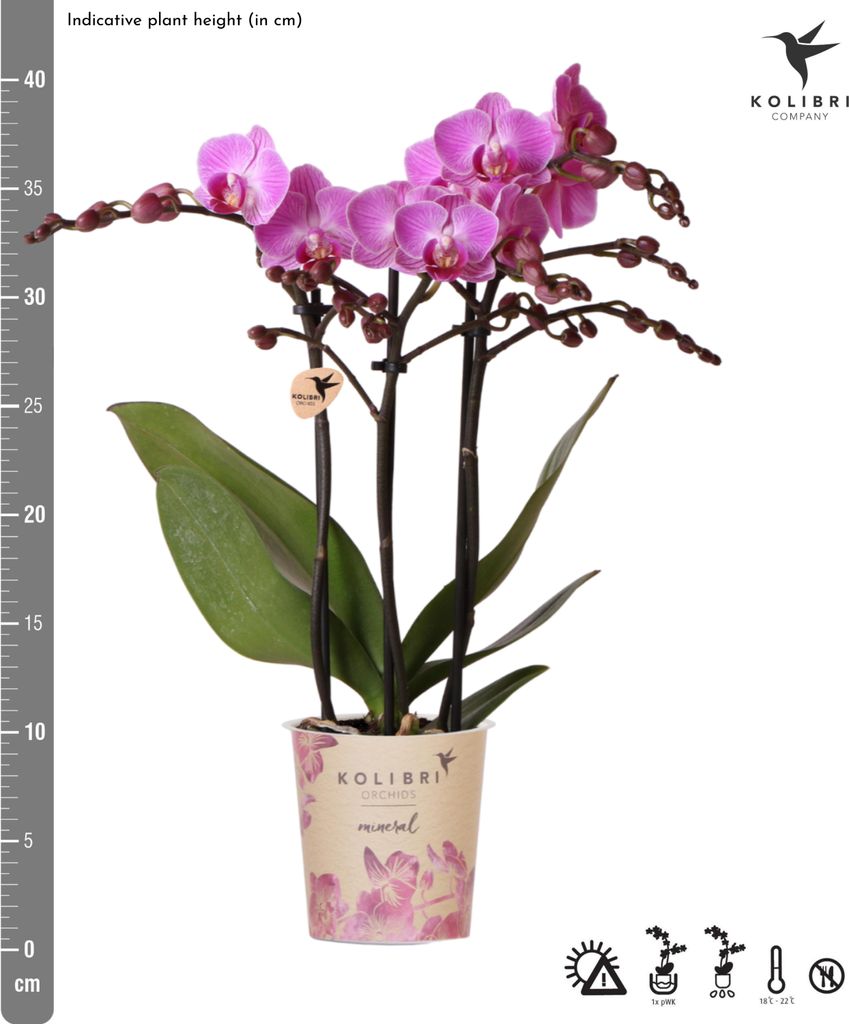 Vaso Per Orchidee In Vetro Rosso Botle - Diametro 13 Cm, Altezza 16,5 Cm - Effetto Filato E Fondo Rialzato
