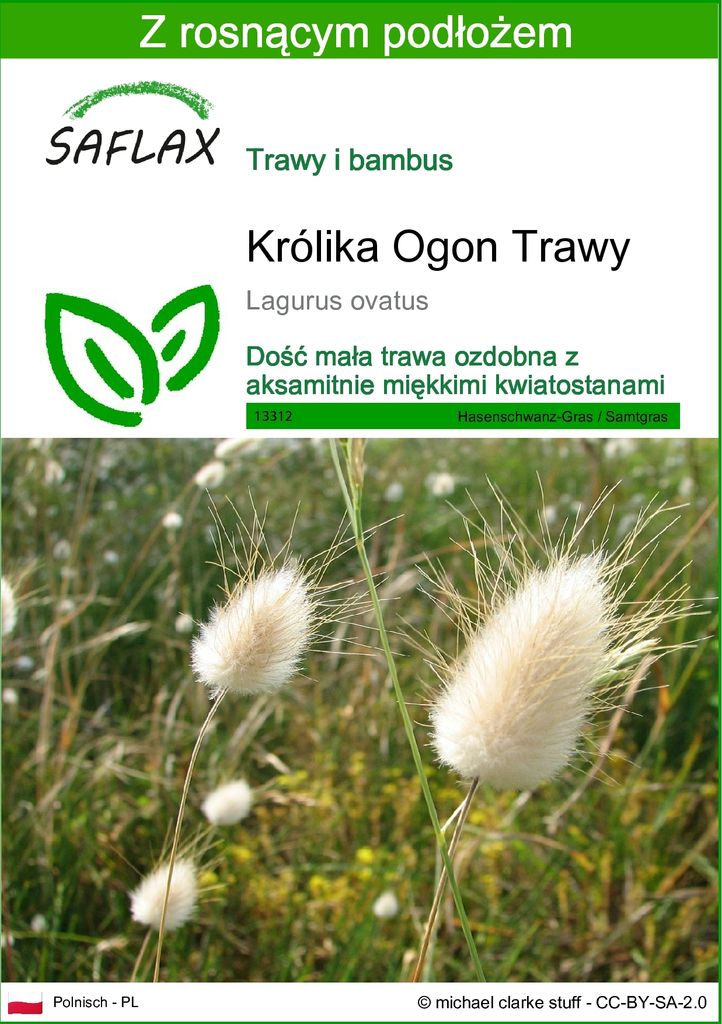 SAFLAX - Królika Ogon Trawy - 100 Nasiona - Z podłożem Zdjęcie produktu 