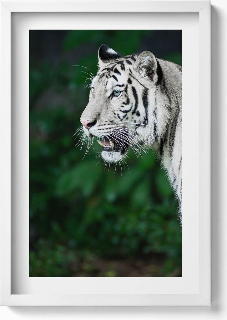 Weißer Tiger im Dschungel– Wandbild mit Rahmen – Gerahmtes Bild – Wanddekoration – 40x60 cm – Weiß