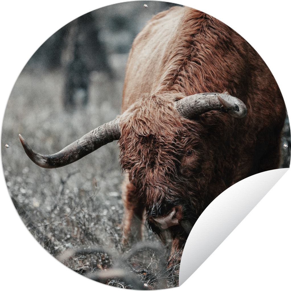 MuchoWow Gartenposter Outdoor-Poster Rund Schottischer Highlander - Kuh - Winter Ø 150 cm Gartendeko Rundes Poster draußen