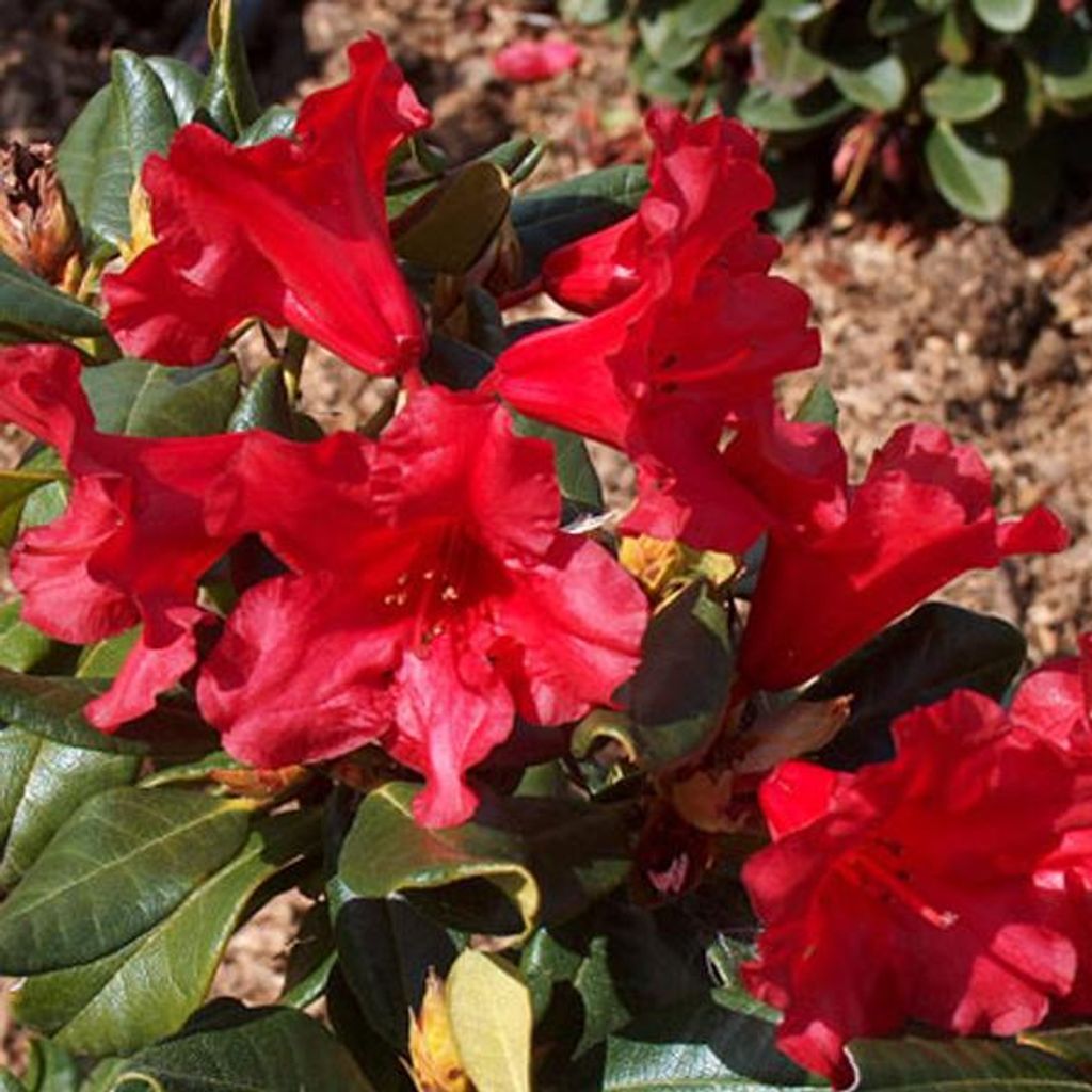 Rhododendron 'Baden-Baden' | 20-30 cm v květináči Obrázek produktu 