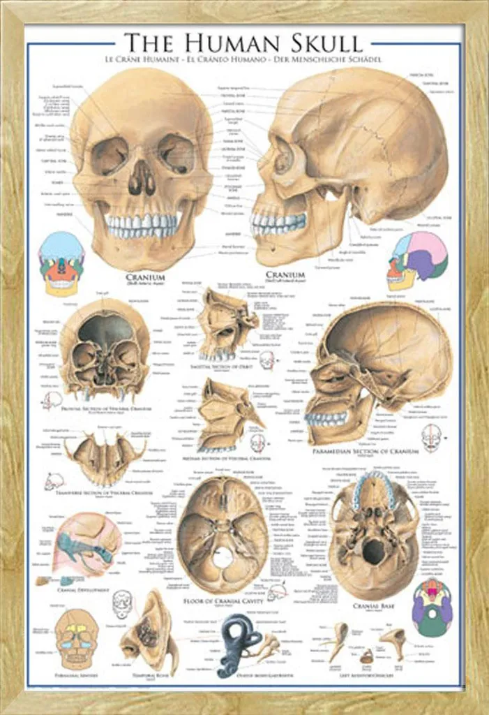 Arredo Studio Medico: Poster Cranio Umano con Cornice Shinsuke Faggio