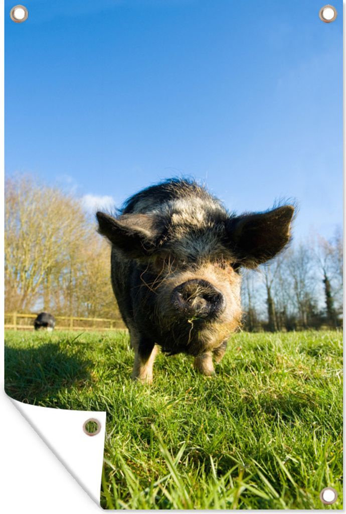 MuchoWow 40x60 cm Outdoor-Poster Gartendeko Sichtschutz Garten Poster für den Garten Pendelschwein - Gras - Schwein