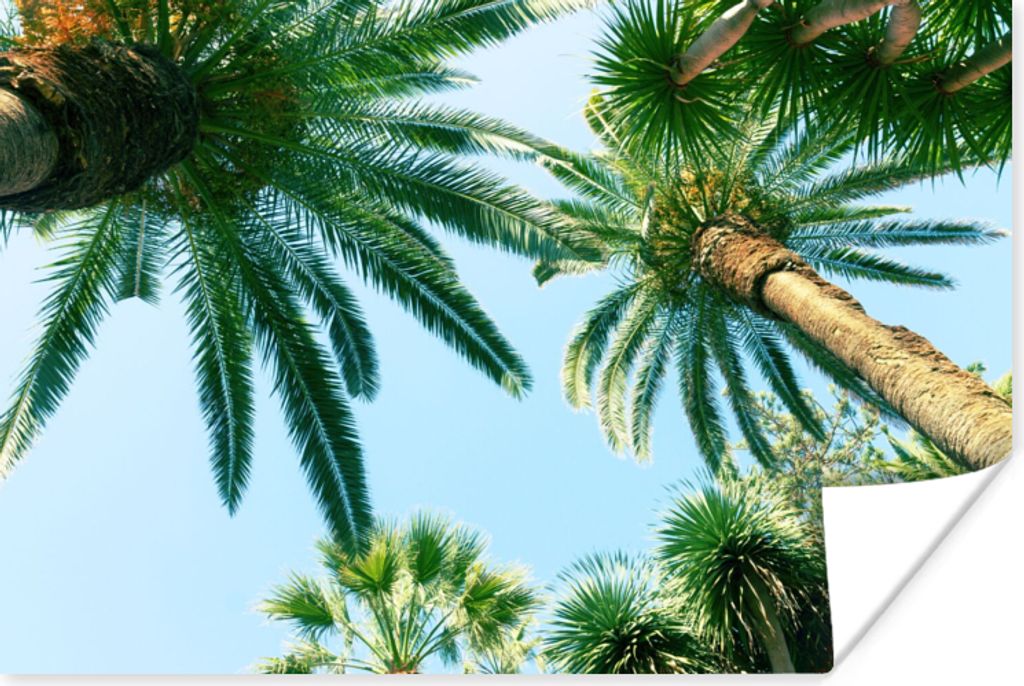 MuchoWow Poster Palmwedel - Himmel - Sommer - Tropisch 30x20 cm - Plakate - Print