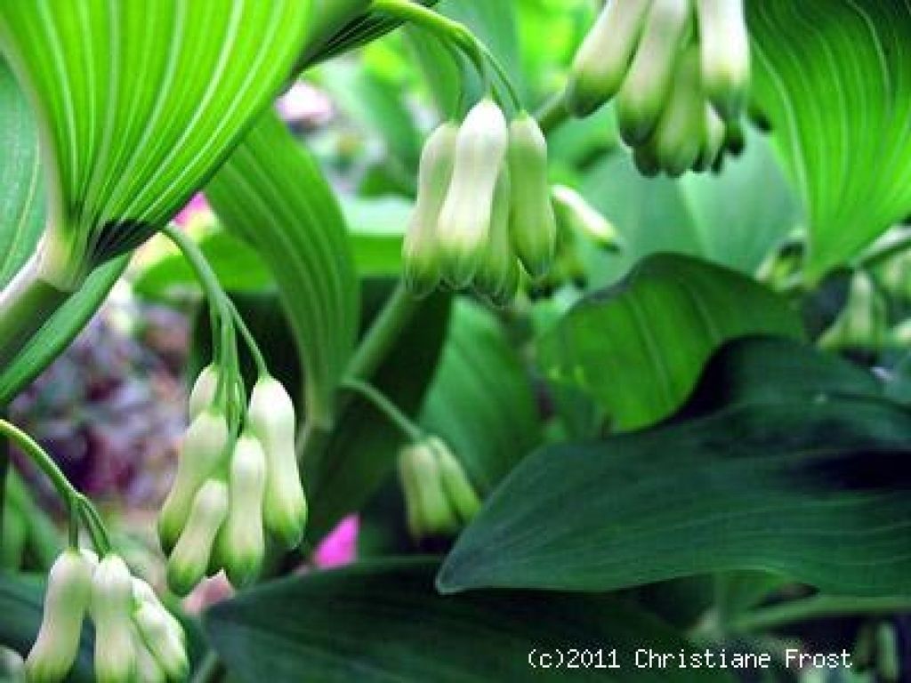 Vielblütiger Salomonsiegel - Polygonatum multiflorum - Tb 9 Produktbild 