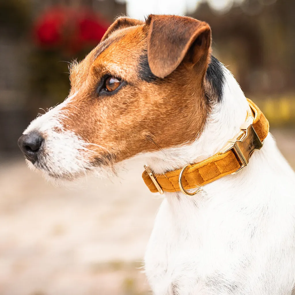 Collare Cani Velluto Kentucky Senape XXS | Accessorio Luxury Pet