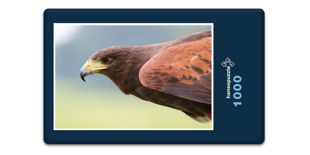 hansepuzzle 10627 - Raubvogel Puzzle, 1000 Teile, Tierwelt, 60,0 x 46,0cm mit hochwertiger Aufbewahrung, Kartonbox und wiederverschließbarem Beutel