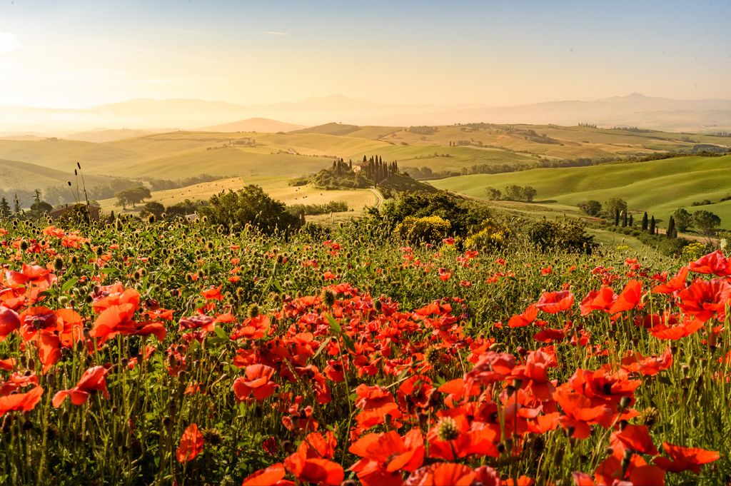 Muralo Fototapete Blumen 312 (B) x 219 (H) cm Vlies Tapete Wandtapeten Wohnzimmer Schlafzimmer moderne Wandbilder XXL Pflanzen Natur Wand Dekoration