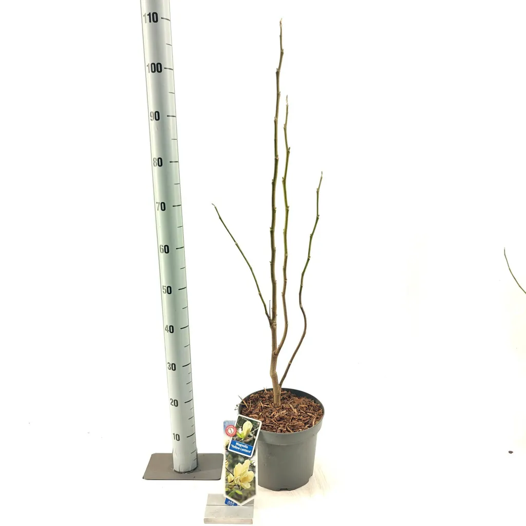 Magnolia Yellow Lantern : Magnolia à fleurs de tulipe jaune, pot 80cm