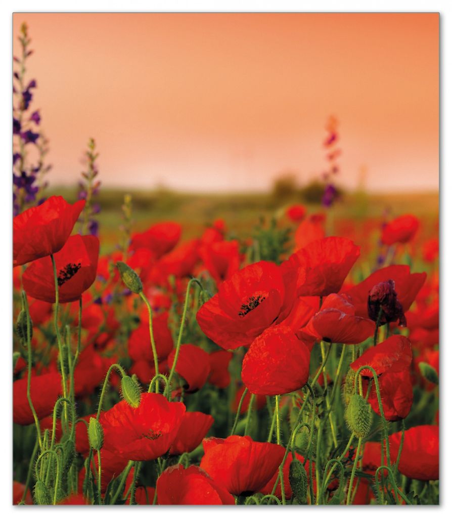Wallario Herdabdeckplatte aus Glas, Größe 52 x 60 cm 1-teilig, Motiv Mohnblumen auf dem Feld