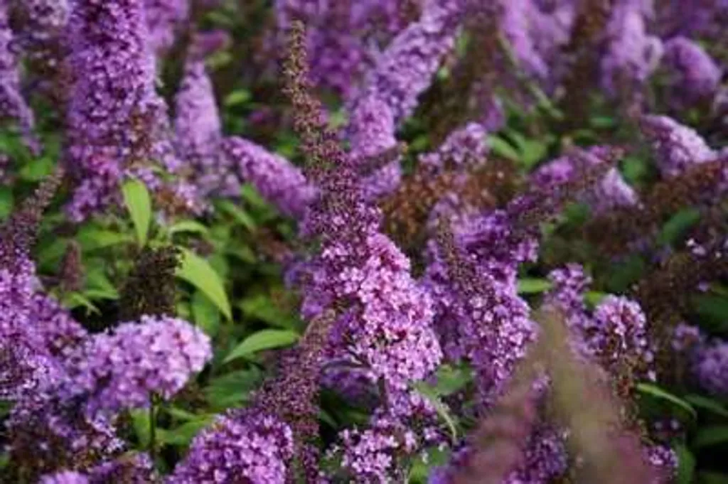 Arbuste à papillons Buddleja Peacock résistant pour sol sec - 2