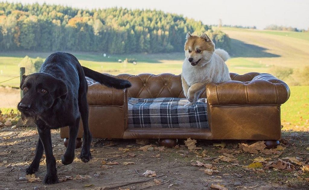 Casa Padrino Luxus Chesterfield Leder Hundebett Vintage Braun / Dunkelbraun / Mehrfarbig 134 x 104 x H. 37 cm - Rechteckiges Echtleder Hundebett - ...